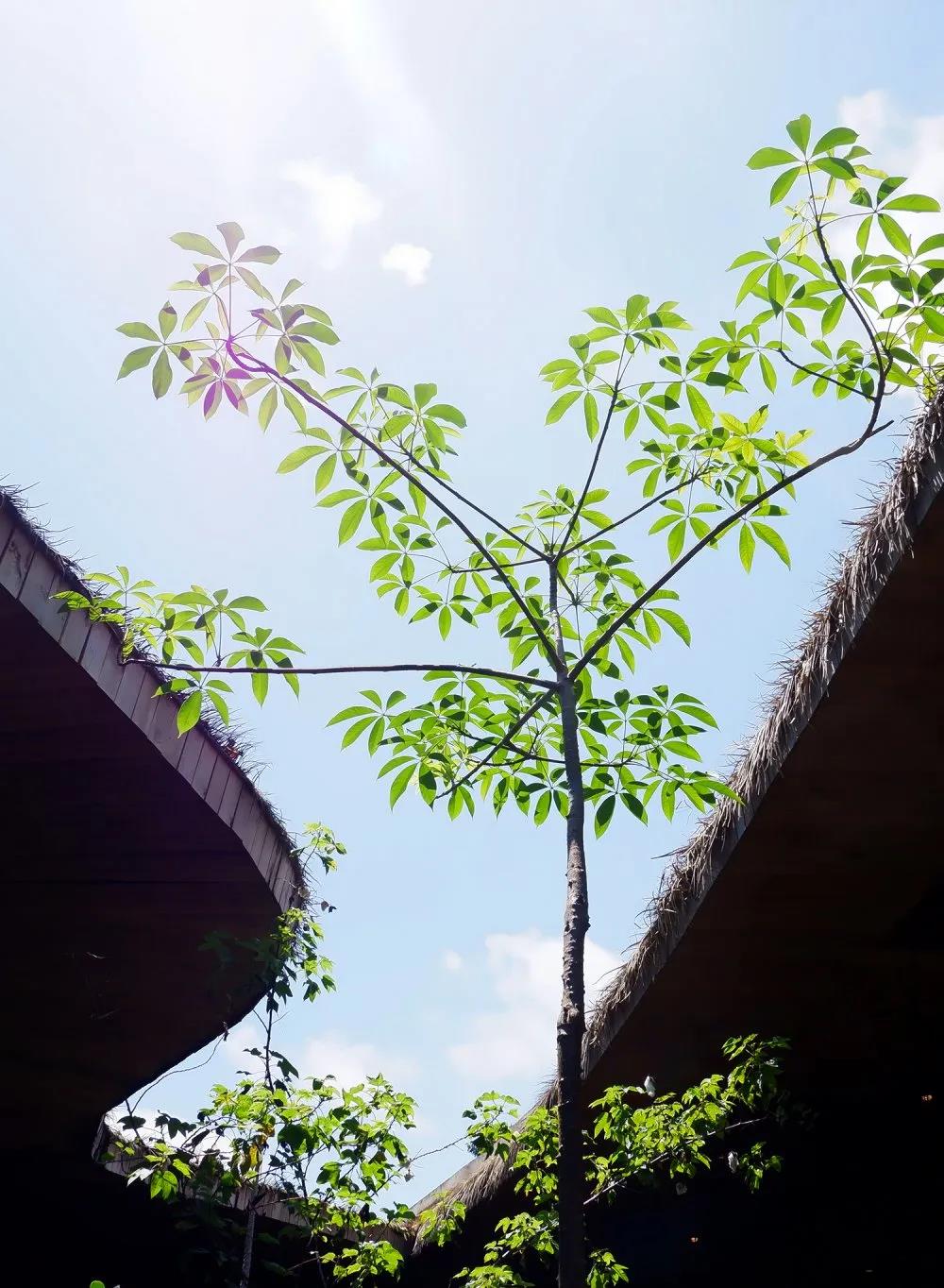 ����� -jinnianhui | jinnian