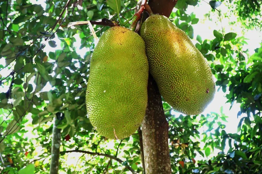 ����� -jinnianhui | jinnian